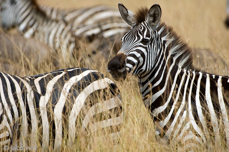 Plains Zebra - Steppezebra -Equus quagga