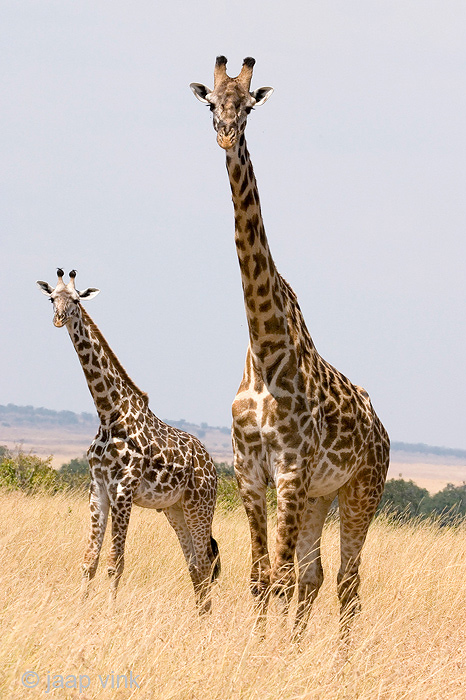 Giraffe - Giraf - Giraffa camelopardalis