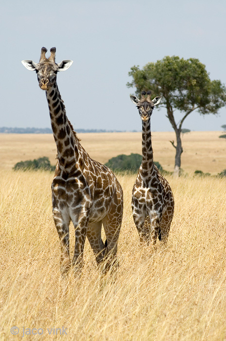 Giraffe - Giraf - Giraffa camelopardalis