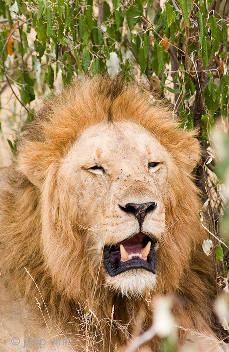 Lion - Leeuw - Panthera leo