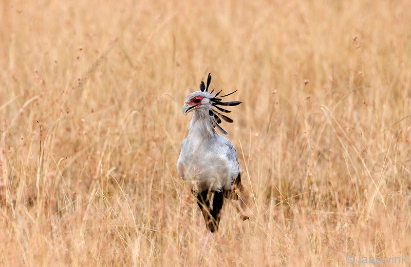 Secretary Bird - Secretarisvogel - Sagittarius serpentarius