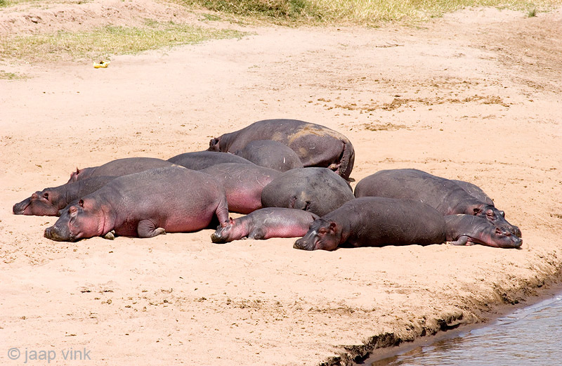 Hippopotamus - Nijlpaard - Hippopotamus amphibius