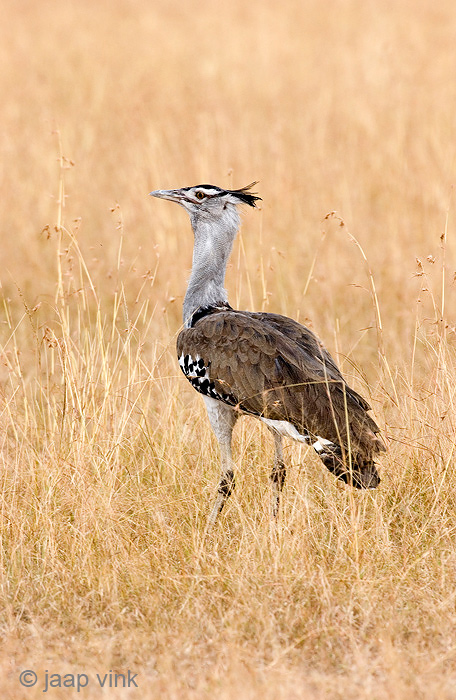 Kori Bustard - Koritrap - Ardeotis kori