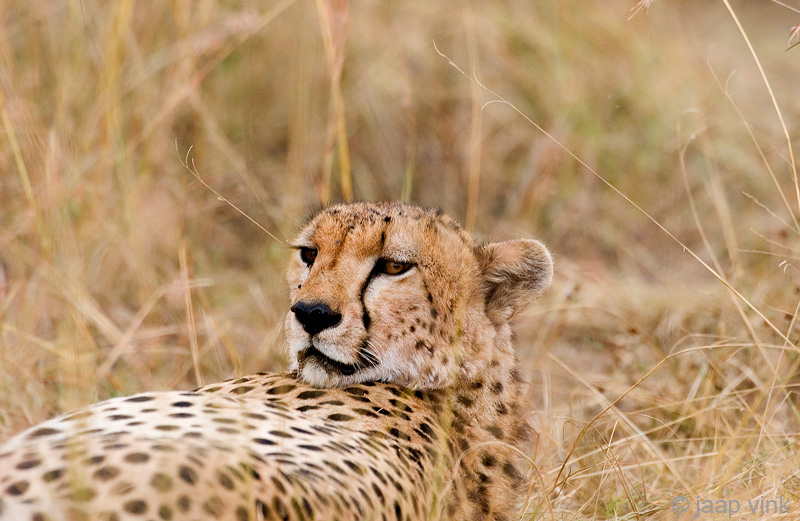 Cheetah - Jachtluipaard - Acinonyx jubatus