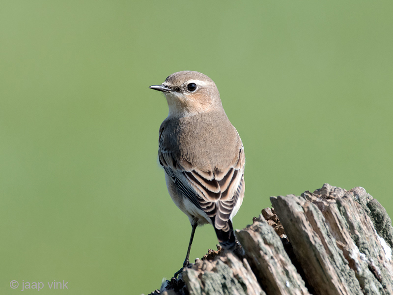 Northern Wheatear - Tapuit - Oenanthe oenanthe