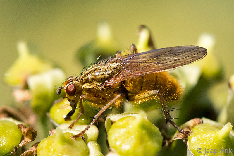 Dung Fly spec - Strontvlieg spec - Scathophaga spec