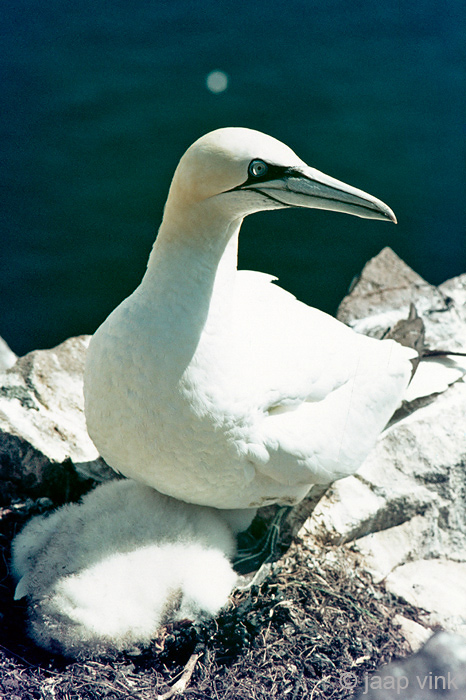 Northern Gannet - Jan van Gent - Morus bassanus