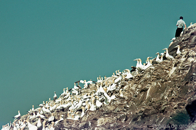 Northern Gannet - Jan van Gent - Morus bassanus