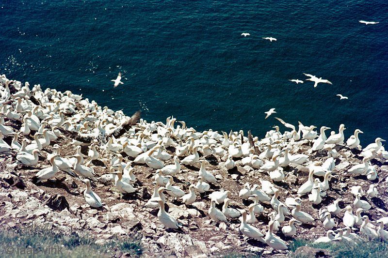 Northern Gannet - Jan van Gent - Morus bassanus