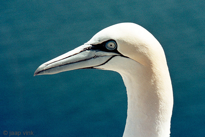 Northern Gannet - Jan van Gent - Morus bassanus
