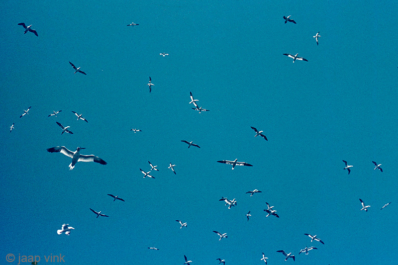 Northern Gannet - Jan van Gent - Morus bassanus