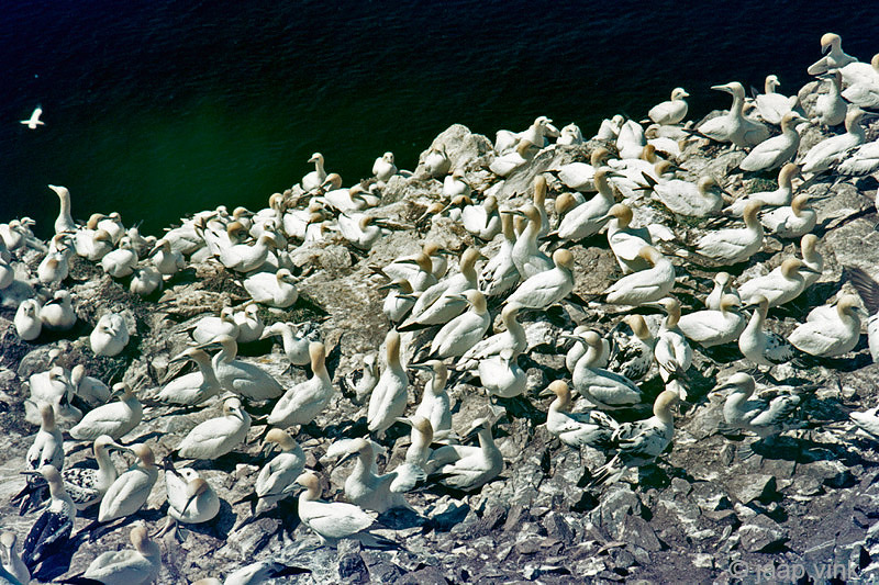 Northern Gannet - Jan van Gent - Morus bassanus