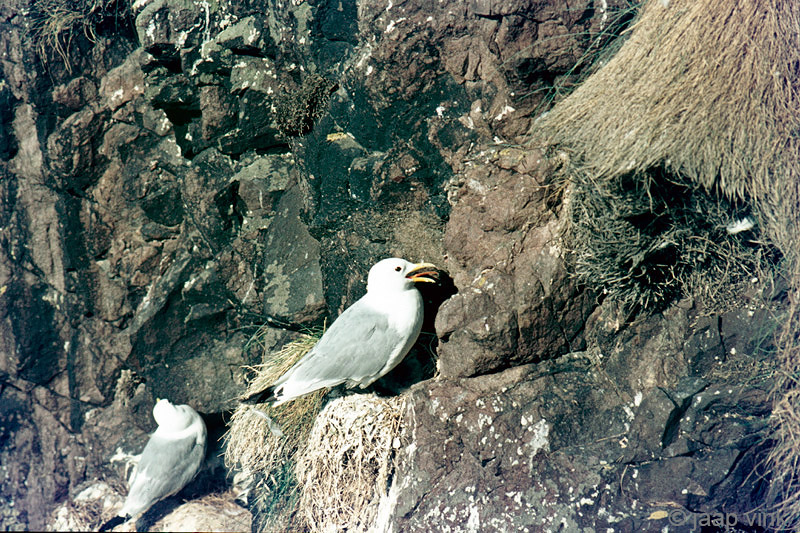 Kittiwake - Drieteenmeeuw - Rissa tridactyla
