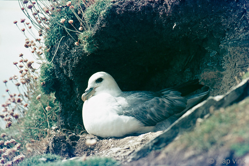 Northern Fulmar - Noordse Stormvogel - Fulmarus glacialis
