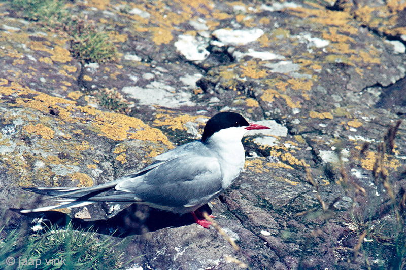 Arctic Tern - Noordse Stern - Sterna paradisaea