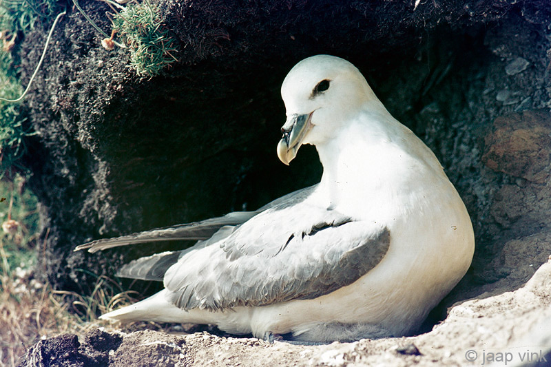 Northern Fulmar - Noordse Stormvogel - Fulmarus glacialis