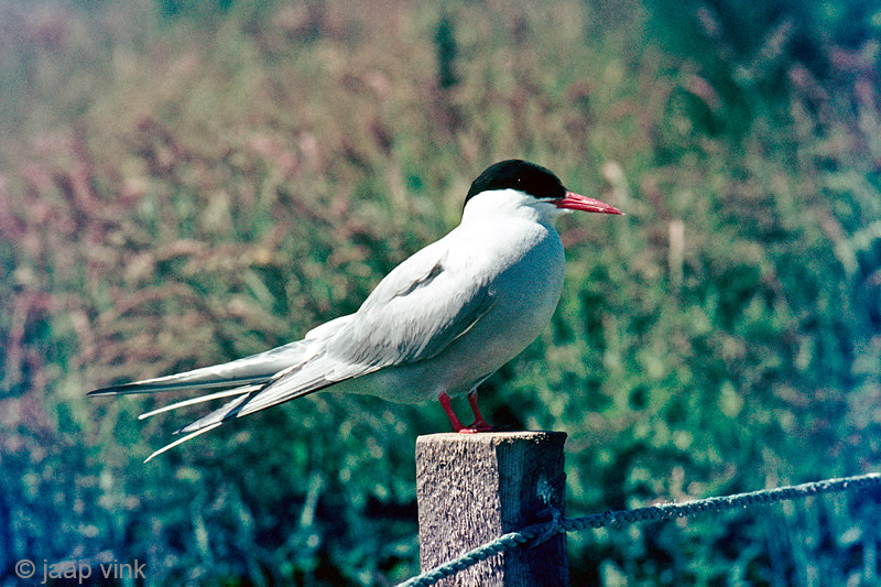 Arctic Tern - Noordse Stern - Sterna paradisaea