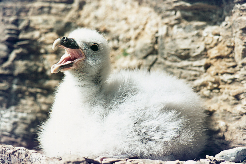 Northern Fulmar - Noordse Stormvogel - Fulmarus glacialis