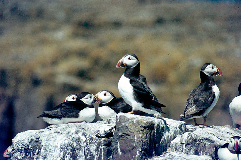 Atlantic Puffin - Papegaaiduiker - Fratercula arctica