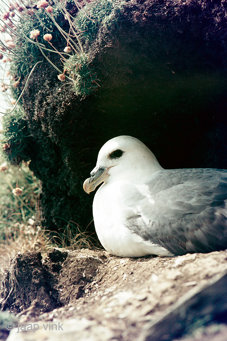 Northern Fulmar - Noordse Stormvogel - Fulmarus glacialis