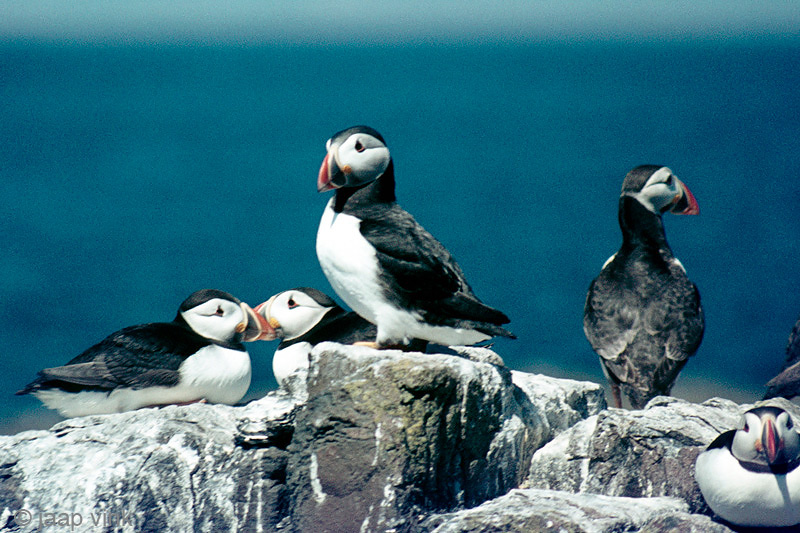 Atlantic Puffin - Papegaaiduiker - Fratercula arctica