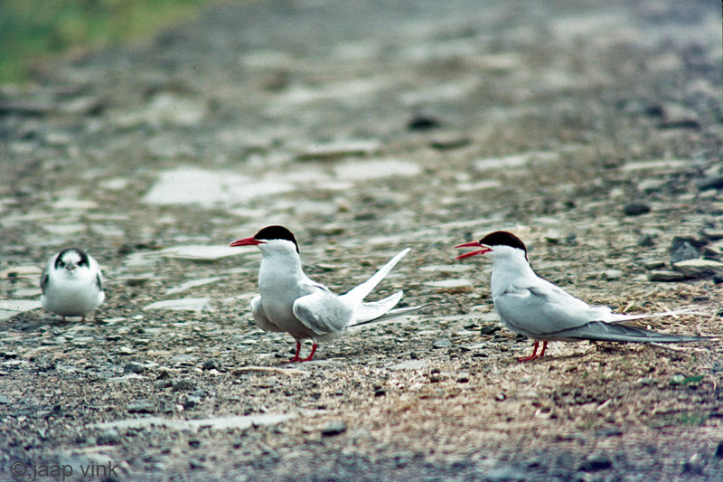 Arctic Tern - Noordse Stern - Sterna paradisaea