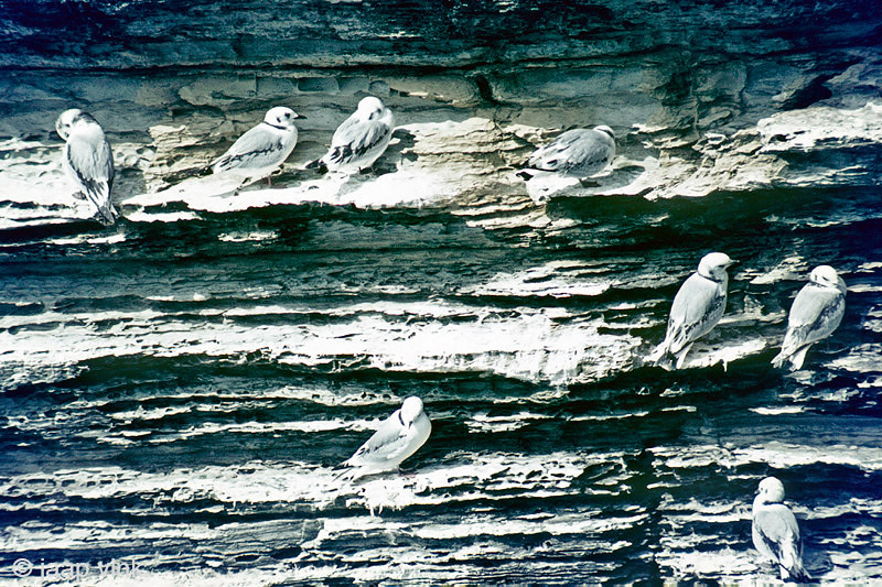 Kittiwake - Drieteenmeeuw - Rissa tridactyla