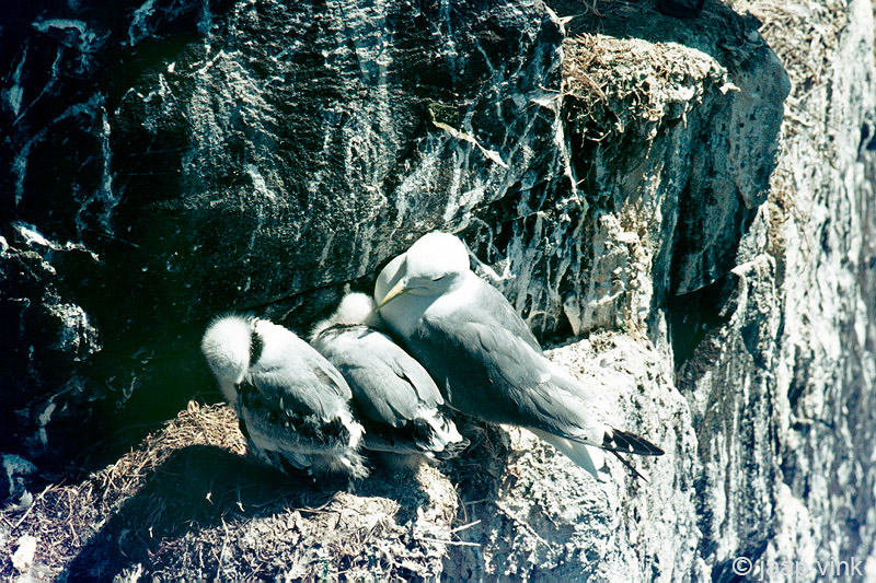 Kittiwake - Drieteenmeeuw - Rissa tridactyla