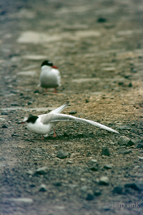 Arctic Tern - Noordse Stern - Sterna paradisaeac