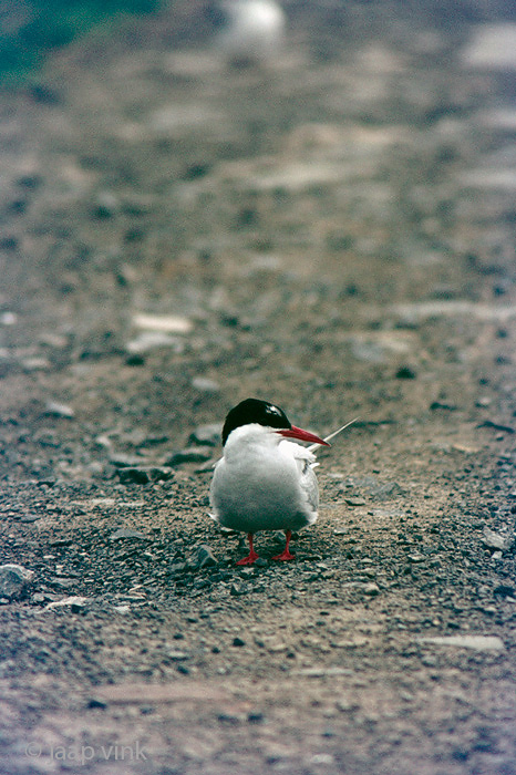 Arctic Tern - Noordse Stern - Sterna paradisaea