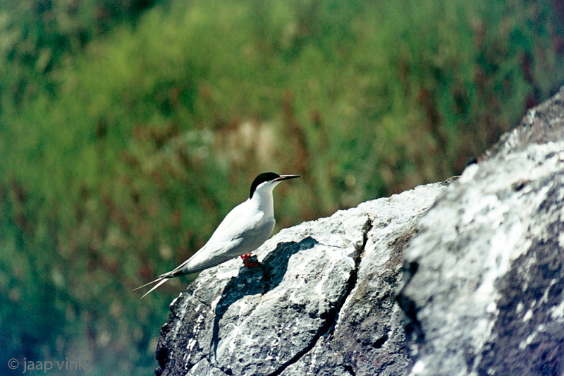 Roseate Tern - Dougalls Stern - Sterna dougallii