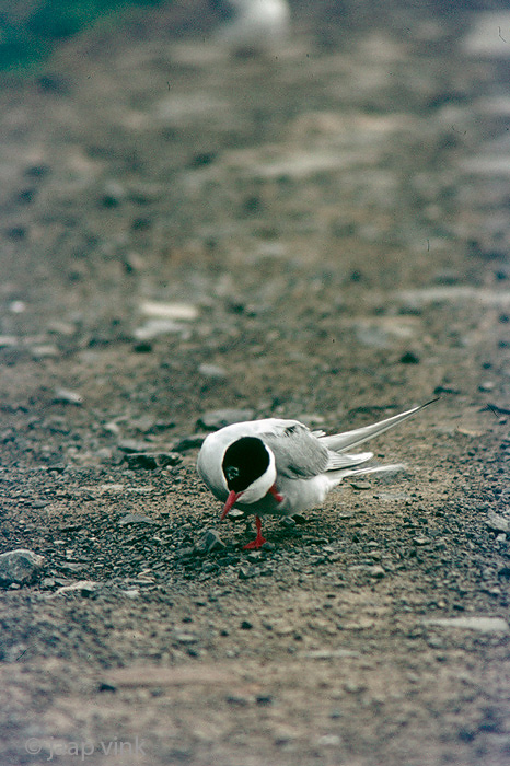 Arctic Tern - Noordse Stern - Sterna paradisaea