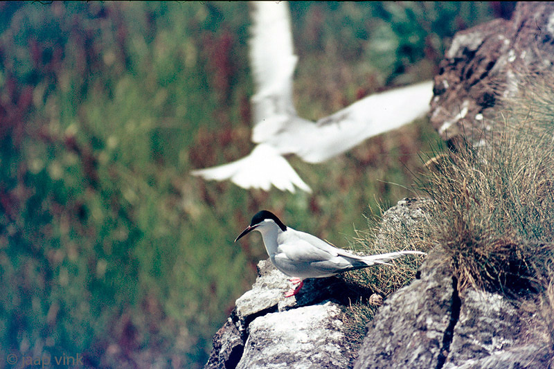 Roseate Tern - Dougalls Stern - Sterna dougallii