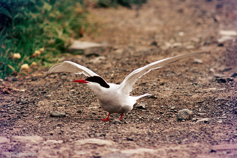 Arctic Tern - Noordse Stern - Sterna paradisaea