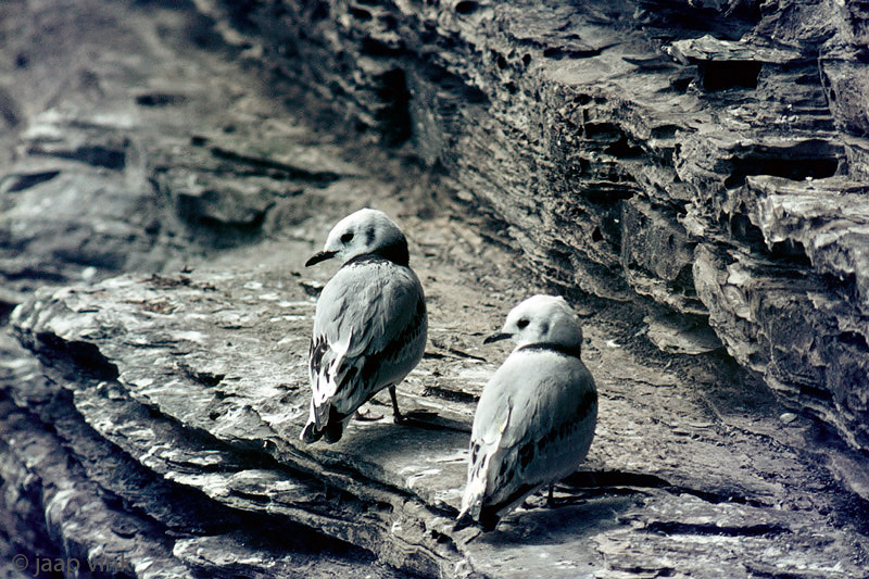 Kittiwake - Drieteenmeeuw - Rissa tridactyla