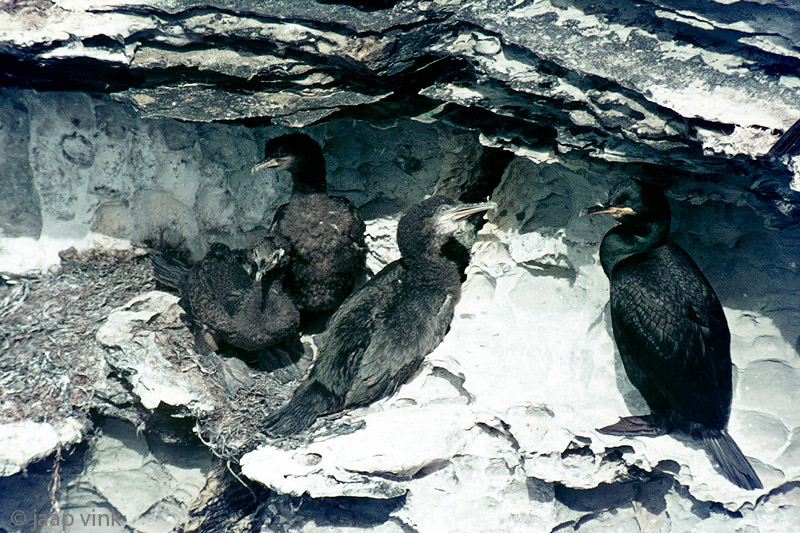 Shag - Kuifaalscholver - Phalacrocorax aristotelis