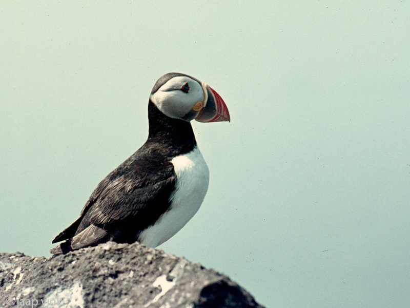 Atlantic Puffin - Papegaaiduiker - Fratercula arctica