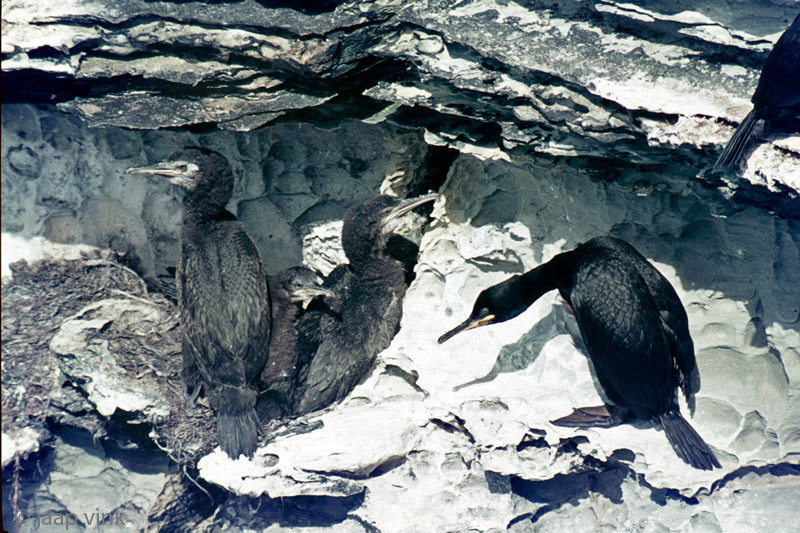 Shag - Kuifaalscholver - Phalacrocorax aristotelis