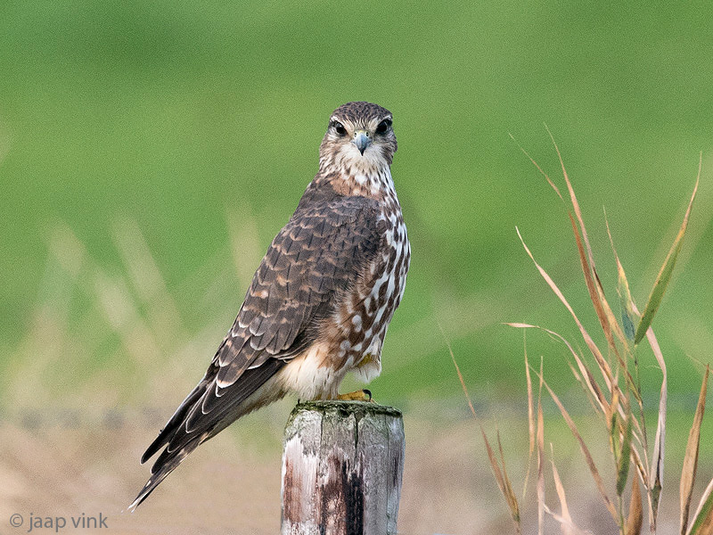 Merlin - Smelleken - Falco columbarius