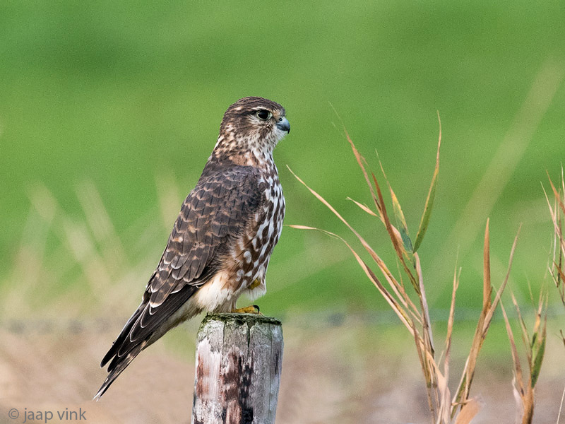 Merlin - Smelleken - Falco columbarius