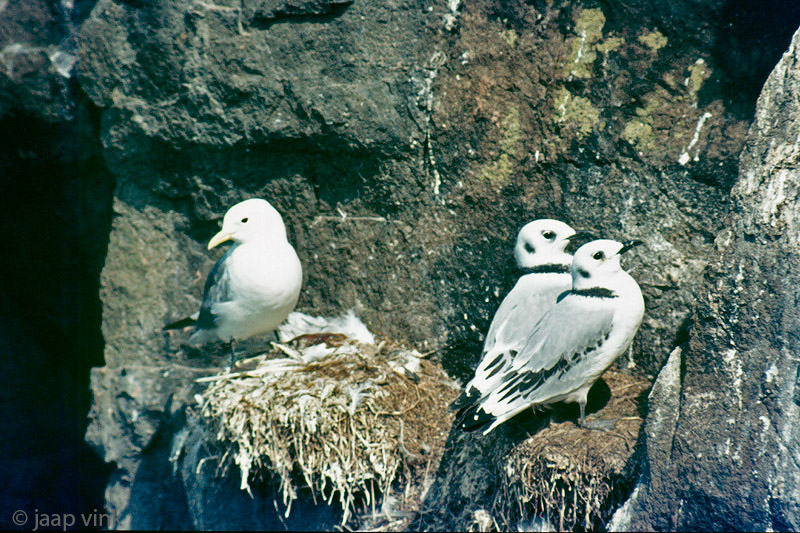 Kittiwake - Drieteenmeeuw - Rissa tridactyla
