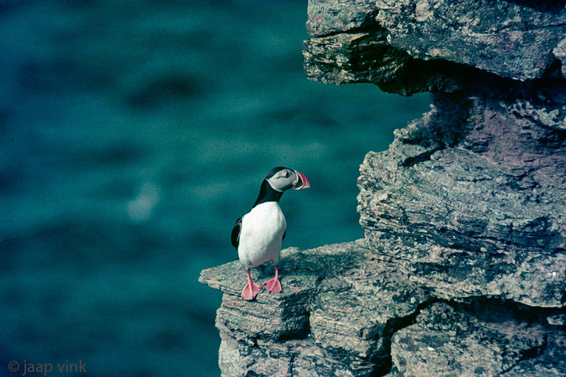 Atlantic Puffin - Papegaaiduiker - Fratercula arctica