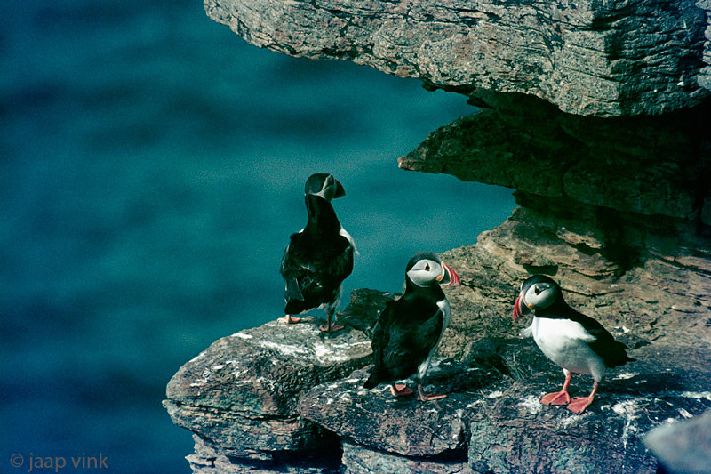 Atlantic Puffin - Papegaaiduiker - Fratercula arctica