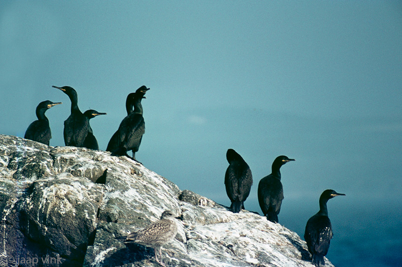 Shag - Kuifaalscholver - Phalacrocorax aristotelis