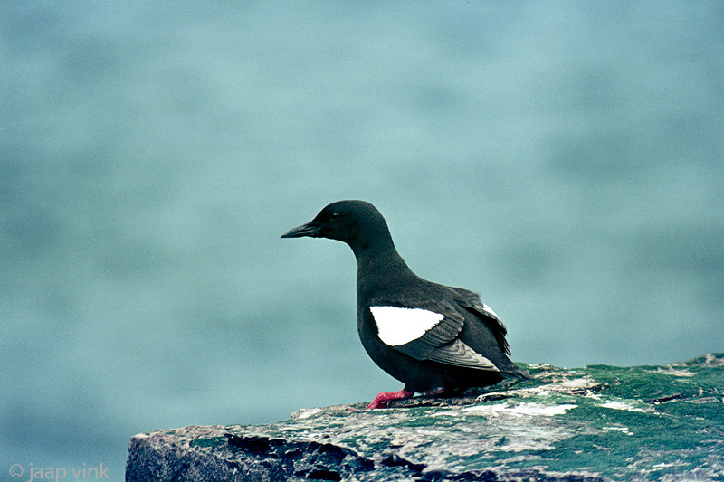 Black Guillemot - Zwarte Zeekoet - Cepphus grylle