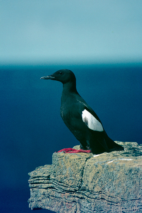 Black Guillemot - Zwarte Zeekoet - Cepphus grylle
