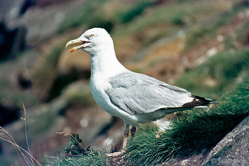 Herring Gull - Zilvermeeuw - Larus argentatus