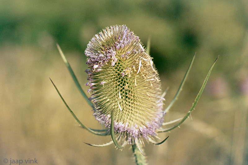 Wild Teasel - Kaardebol - Dipsacus fullonum