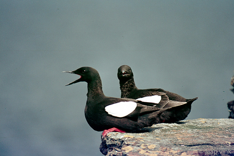 Black Guillemot - Zwarte Zeekoet - Cepphus grylle