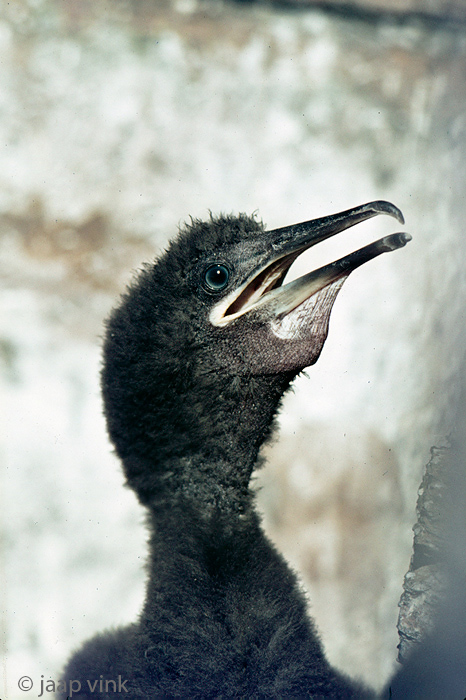Shag - Kuifaalscholver - Phalacrocorax aristotelis